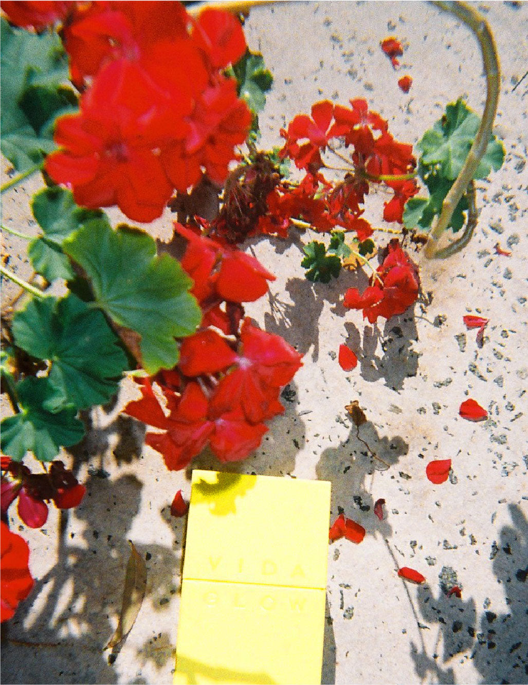 Plant-based beauty: What is vegan collagen? Does vegan collagen work?