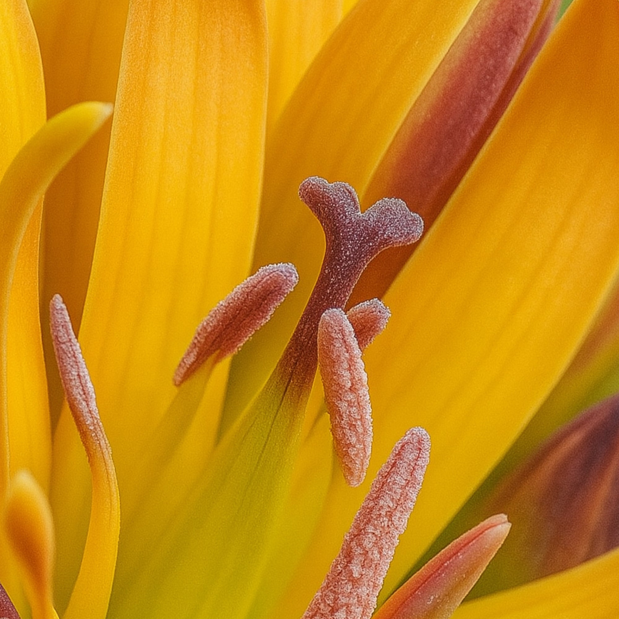 Gentiana lutea