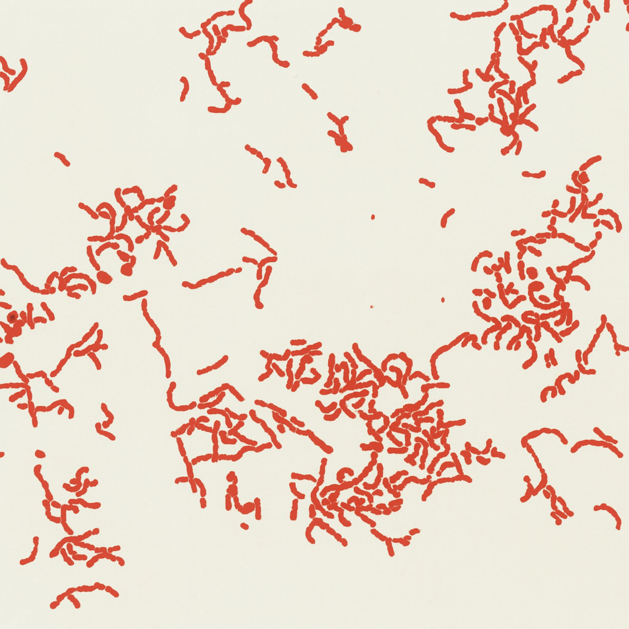 Lactobacilli spp.